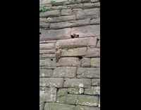 Collab WINY - Raccoon with baby live inside stone walls