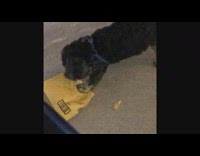 black dog trying to open package and biting it