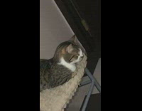 Filter on grey cat sitting on chair stool owner laughs