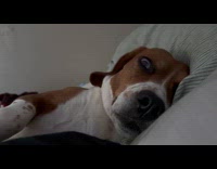 Dog asleep eyes open in REM sleep