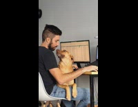 Guy working brown dog in lap 