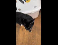 Woman makes compilation of talkative cat meowing