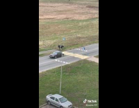 Cars Slow Down as Cow Stands Beside Pedestrian Lane
