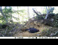 Black bird lie down and nests on the ground Part 1