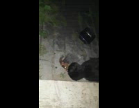 Black white cat porcupine eat food ground 