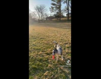 Collab BitchMP - Aussie dog catching frisbees