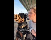 Woman with dog watching other dogs play