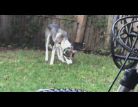 Husky puppy dog sniffs digs grass backyard 
