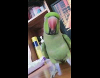 Green parakeet bird near camera rooster crowing