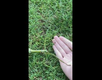 Large green stick insect crawl on hand