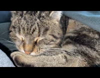 Slow motion close up tabby cat lick arm