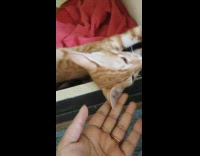 Lady wearing ring pets kitten named simba  