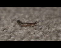 Slug crawl on grey rug close up