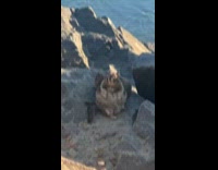 Submitter shows obese squirrel