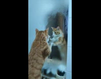 Cat in restroom sink paws at own reflection in mirror