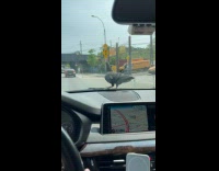 Collab winy - Pigeon bird ride on moving car windshield