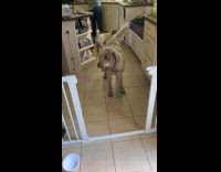 Man Asks Dog if it Ate the Bread