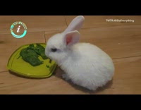 White bunny eats spinach salad on lid 