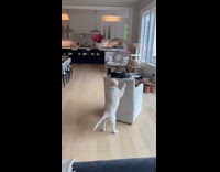 Dog gives cat ride push chair around