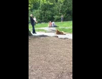 Guy pulls dog on leash after it lays on ground tired from walking in park