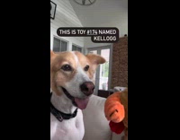 Dog hears name of toys from owner
