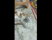 Collab PLC - Orange white kitten inside clear plastic bag