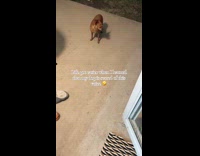 Collab Clips MPUGC - Dog only listens to different voice