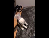 Funny cat lick liver spread on cone