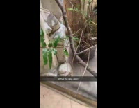 Collab BitchMP - Armadillo reptile in zoo exhibit running around