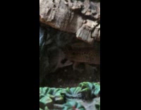 Lizard eats shed skin under the rock