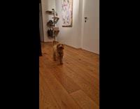 Dog howls hearing police siren