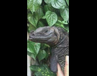 Large black lizard carried in a closer look