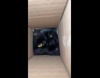 Cat put head and paw inside box