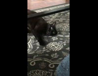 Black cat drag body on carpet lick