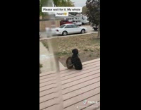 Cat rest and sits next to black dog porch 