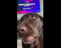 Dog sings when hooman plays harmonica