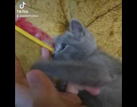 Shorthair Kitten Licks Pet Owners Fingers 