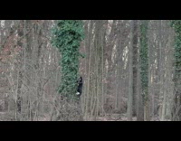 Cat climb on tree covered with leaves