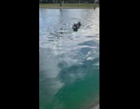 Husky dog swimming in water