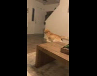 Collab Clips mpugc - Girl gasp and wakes up dog barks at door