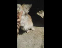 Guy sing pet dog with black eyebrows