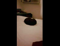 Cat roll over and lick leg on bed