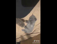 Grey kitten cat hitting the woah tiktok