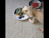 Bearded dragon reptile eats salad white plate 