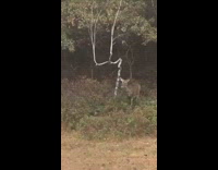 A bunch of deer in the backyard 