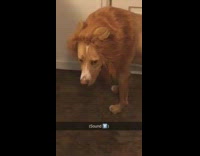 Brown dog wearing lions mane looks really sad