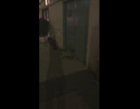 Iguana loose on the street nighttime 