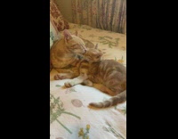 Orange cat grooms other orange cat laying on bed 