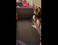 Dog licks under couch before getting clean