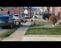 Collab WINY - Three turkeys walk on street front yard
